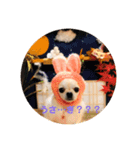 犬なのにとまと。（個別スタンプ：3）