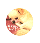 犬なのにとまと。（個別スタンプ：4）
