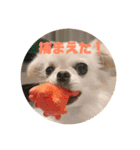 犬なのにとまと。（個別スタンプ：5）