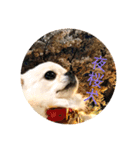 犬なのにとまと。（個別スタンプ：6）