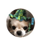犬なのにとまと。（個別スタンプ：7）