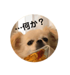 犬なのにとまと。（個別スタンプ：8）