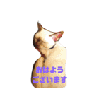 トンキニーズ、ベージュのニャー2（個別スタンプ：3）