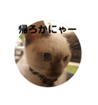 トンキニーズ、ベージュのニャー2（個別スタンプ：8）
