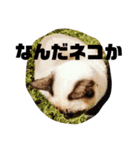 トンキニーズ、ベージュのニャー2（個別スタンプ：12）