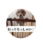 ビーグル ♡メル♡（個別スタンプ：6）
