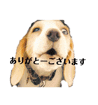 ビーグル ♡メル♡（個別スタンプ：8）
