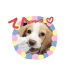 ビーグル ♡メル♡（個別スタンプ：9）