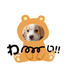 ビーグル ♡メル♡（個別スタンプ：14）