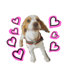 ビーグル ♡メル♡（個別スタンプ：16）