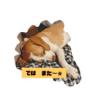 ビーグル ♡メル♡（個別スタンプ：17）