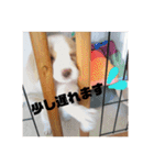 ビーグル ♡メル♡（個別スタンプ：18）