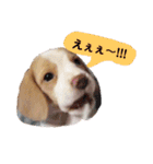 ビーグル ♡メル♡（個別スタンプ：20）