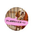 ビーグル ♡メル♡（個別スタンプ：22）