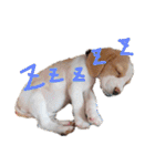 ビーグル ♡メル♡（個別スタンプ：28）