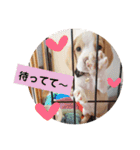 ビーグル ♡メル♡（個別スタンプ：30）