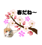 三毛猫さん 春ver.（個別スタンプ：1）
