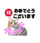 三毛猫さん 春ver.（個別スタンプ：4）