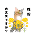 三毛猫さん 春ver.（個別スタンプ：6）