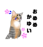 三毛猫さん 春ver.（個別スタンプ：7）