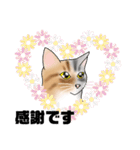 三毛猫さん 春ver.（個別スタンプ：10）