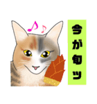 三毛猫さん 春ver.（個別スタンプ：11）