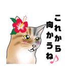 三毛猫さん 春ver.（個別スタンプ：14）