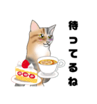 三毛猫さん 春ver.（個別スタンプ：16）