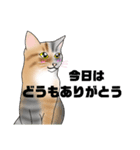三毛猫さん 春ver.（個別スタンプ：17）