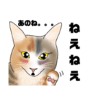 三毛猫さん 春ver.（個別スタンプ：28）