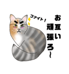 三毛猫さん 春ver.（個別スタンプ：33）