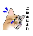 三毛猫さん 春ver.（個別スタンプ：39）