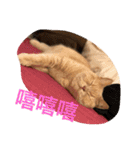 可愛すぎる代々木（個別スタンプ：9）