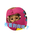 可愛すぎる代々木（個別スタンプ：13）