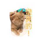 可愛すぎる代々木（個別スタンプ：16）