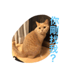 可愛すぎる代々木（個別スタンプ：17）