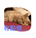 可愛すぎる代々木（個別スタンプ：34）