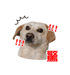 ミルクティー＆フレンド（個別スタンプ：1）