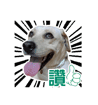 ミルクティー＆フレンド（個別スタンプ：4）
