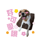 ミルクティー＆フレンド（個別スタンプ：7）