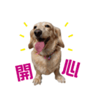 ミルクティー＆フレンド（個別スタンプ：10）