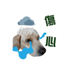 ミルクティー＆フレンド（個別スタンプ：12）