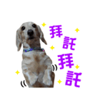 ミルクティー＆フレンド（個別スタンプ：13）