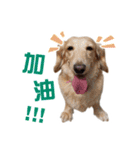 ミルクティー＆フレンド（個別スタンプ：15）