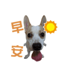 ミルクティー＆フレンド（個別スタンプ：19）