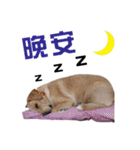 ミルクティー＆フレンド（個別スタンプ：24）