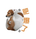 ミルクティー＆フレンド（個別スタンプ：30）