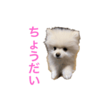 くぅちゃんとオマケ2（個別スタンプ：5）