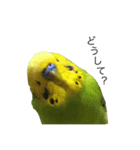 セキセイインコ みどり（個別スタンプ：1）
