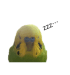 セキセイインコ みどり（個別スタンプ：2）